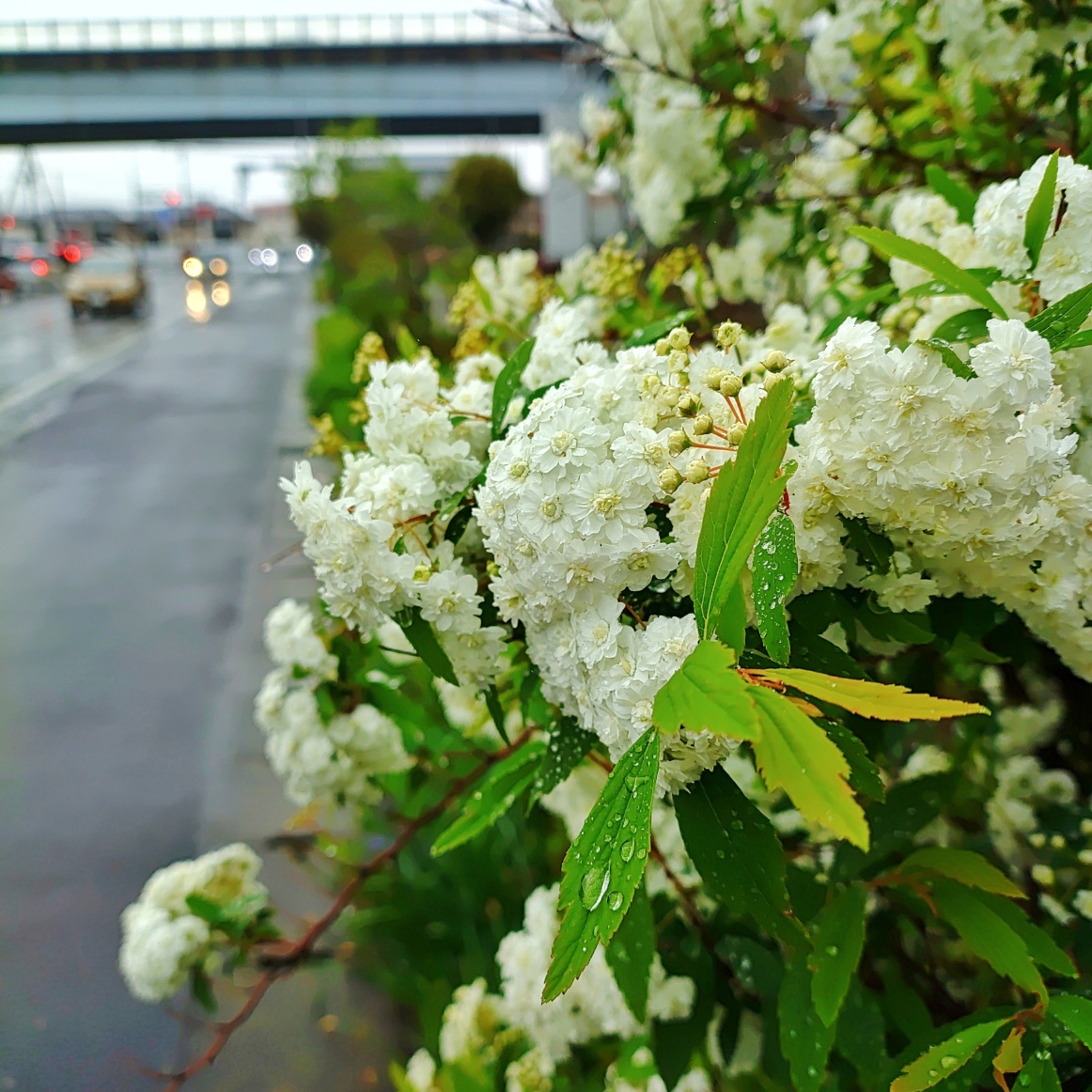 1000011045_edited (1)_edited